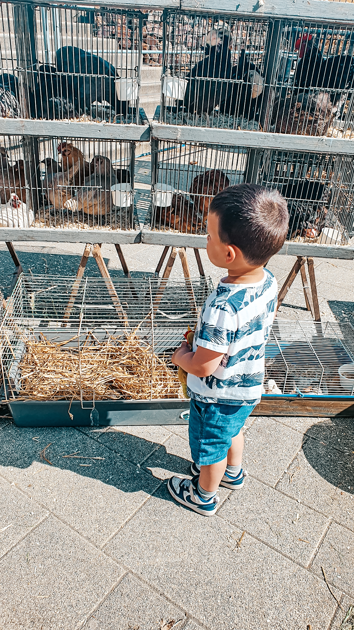 Kind-markt kippen